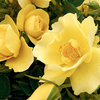 Rose Plant - Gardener