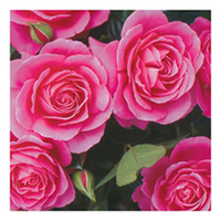 Rose Plant - Gemma