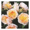 Rose Plant - Ginger Syllabub