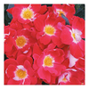 Rose Plant - Girlguiding UK Centenary Rose