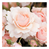 Rose Plant - Glyndebourne