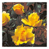 Rose Plant - Golden Showers