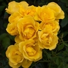 Rose Plant - Grandma’s Rose