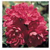 Rose Plant - Guiding Spirit