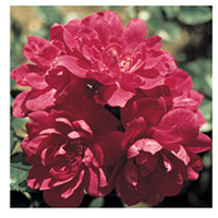 Rose Plant - Guiding Spirit
