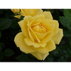 Rose Plant - Guy