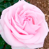 Rose Plant - Hamilton Princess