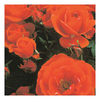 Rose Plant - Hand in Hand