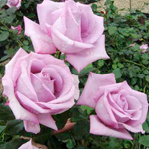Rose Plant - Harry Edland