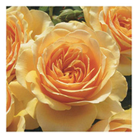 Rose Plant - Henrietta Barnett