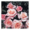 Rose Plant - High Hopes