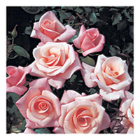 Rose Plant - High Hopes