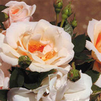 Rose Plant - High Sheriff