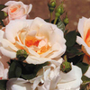 Rose Plant - High Sheriff