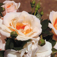 Rose Plant - High Sheriff
