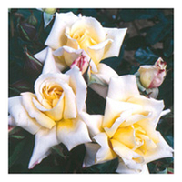 Rose Plant - Highfield