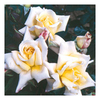 Rose Plant - Highfield