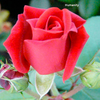 Rose Plant - Humanity