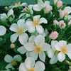 Rose Plant - Ice Dance