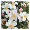 Rose Plant - Ice Dance