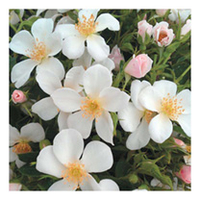Rose Plant - Ice Dance