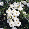 Rose Plant - Iceberg