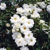 Rose Plant - Iceberg