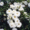 Rose Plant - Iceberg