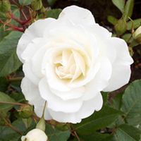 Rose Plant - Iceberg