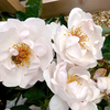 Rose Plant - Jacqueline du Pre