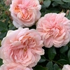 Rose Plant - Joie de Vivre