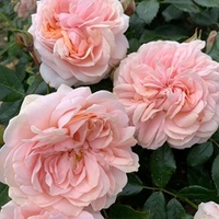 Rose Plant - Joie de Vivre