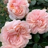 Rose Plant - Joie de Vivre