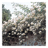 Rose Plant - Kiftsgate