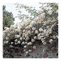 Rose Plant - Kiftsgate