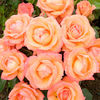 Rose Plant - Lady Marmalade