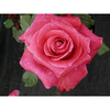 Rose Plant - Lady Mitchell