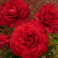 Rose Plant - Lady Ryder of Warsaw