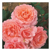 Rose Plant - L