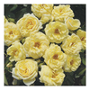 Rose Plant - Lemon Twist