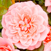 Rose Plant - Letchworth Centenary
