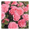 Rose Plant - Letchworth Centenary