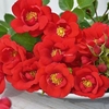 Rose Plant - Lots of Kisses