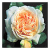 Rose Plant - Louisa Stone