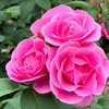 Rose Plant - Lucky
