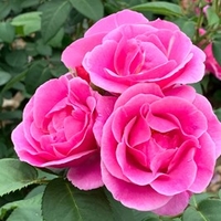Rose Plant - Lucky