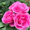 Rose Plant - Lucky