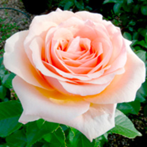 Rose Plant - Lynda Bellingham