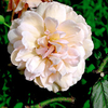 Rose Plant - Madame Alfred Carriere