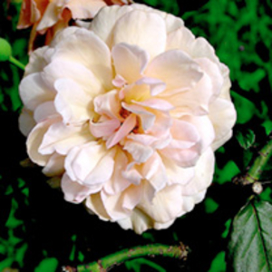 Rose Plant - Madame Alfred Carriere
